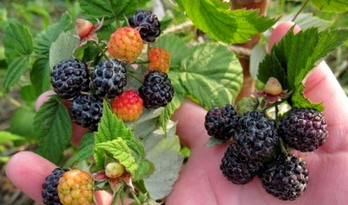Черная малина. 