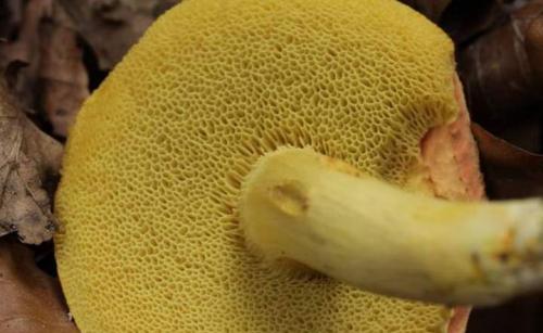 Грибы шубники. Гриб моховик: описание +Фото, как готовить? Съедобные и ложные +Видео