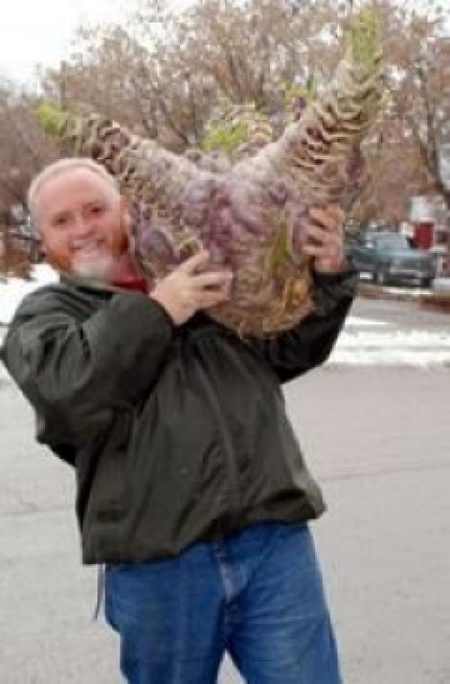 Брюква история. Что такое брюква? Часть первая, интересная и познавательная