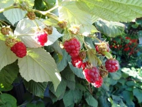 Ремонтантная малина в августе. Ремонтантная малина - особенности выращивания.