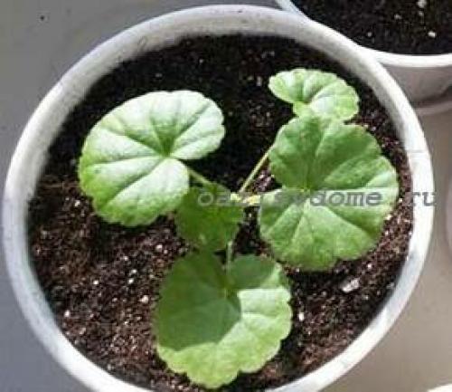 Черенкование герани по лунному календарю. Пора сажать пеларгонию на рассаду: сроки посева и выращивание герани для сада из семян