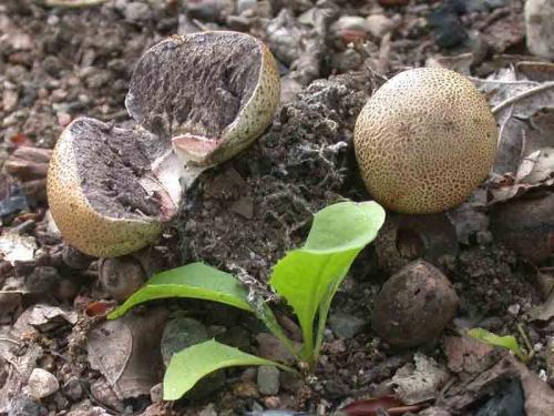 Дождевик гриб съедобный или. Съедобность 07