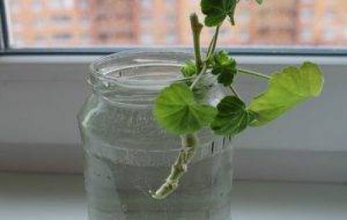 Можно ли осенью черенковать герань. Срок черенкования 08