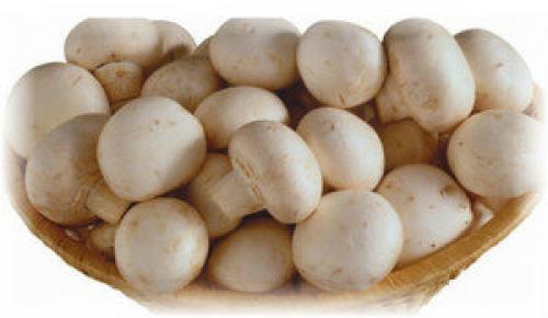 Сколько варить грибы. Сколько надо варить шампиньоны до готовности?