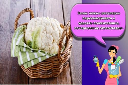 Как хранить цветную капусту в холодильнике. Как и сколько можно хранить в домашних условиях цветную капусту, правила и выбор места