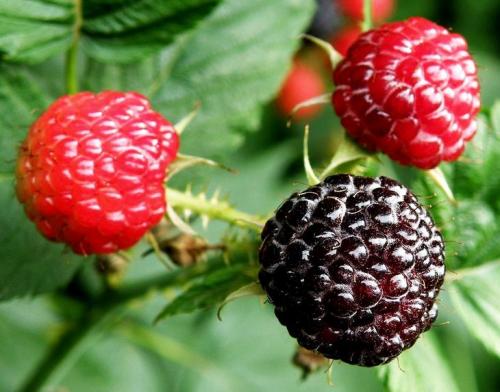 Черная малина. 