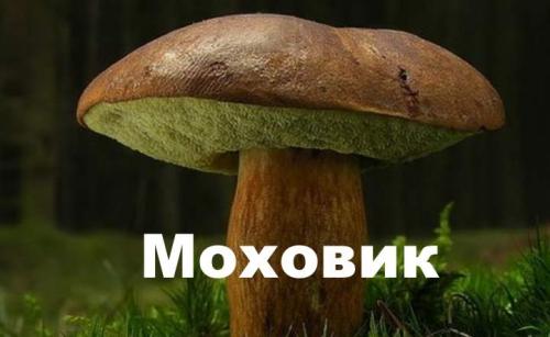 Грибы шубники. Гриб моховик: описание +Фото, как готовить? Съедобные и ложные +Видео
