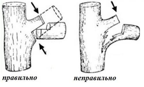 Когда заканчивается сокодвижение у деревьев. 8 непростительных ошибок при обрезке деревьев.