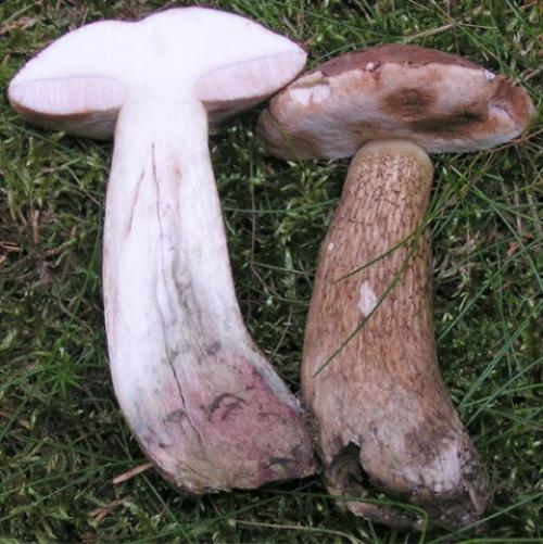 Ложный подосиновик. Как отличить настоящий подосиновик от ложного