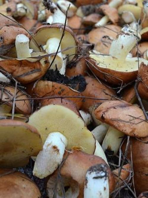 Гриб козленок при варке розовеет. Могут ли маслята краснеть или розоветь при варке?