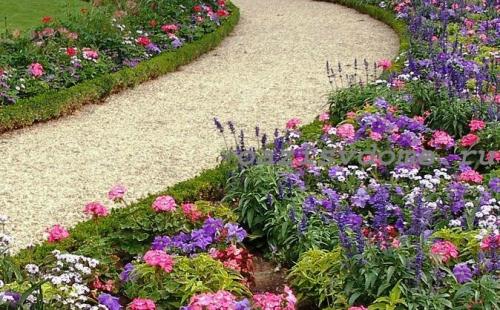 Черенкование герани по лунному календарю. Пора сажать пеларгонию на рассаду: сроки посева и выращивание герани для сада из семян