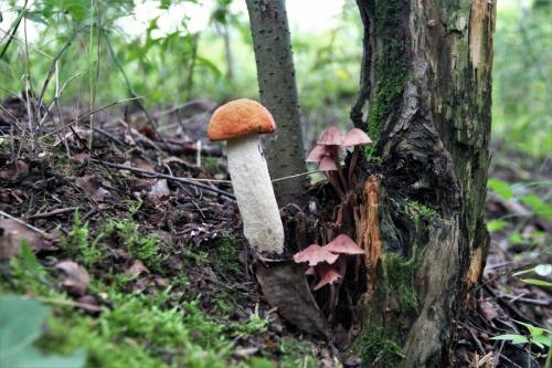 Как быстро вырастают грибы. Дневник грибника.Скорость роста грибов.