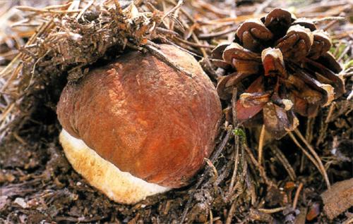 Через сколько вырастают грибы после среза. Как быстро растет гриб?