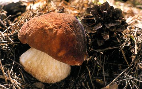 Через сколько вырастают грибы после среза. Как быстро растет гриб?