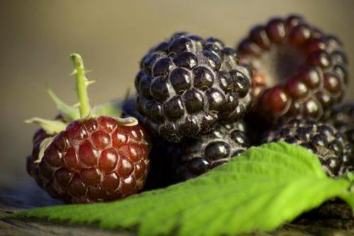 Черная малина. 