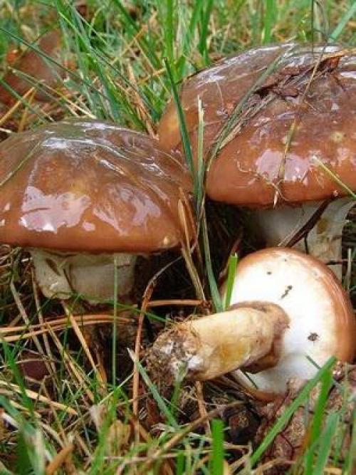 Гриб козленок при варке розовеет. Могут ли маслята краснеть или розоветь при варке?