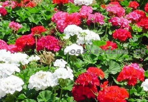 Черенкование герани по лунному календарю. Пора сажать пеларгонию на рассаду: сроки посева и выращивание герани для сада из семян