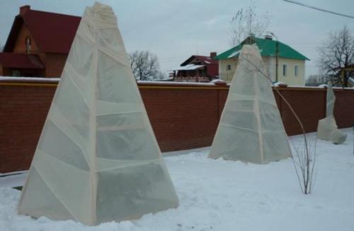 Укрытие туи на зиму. Нужно ли укрывать тую на зиму?