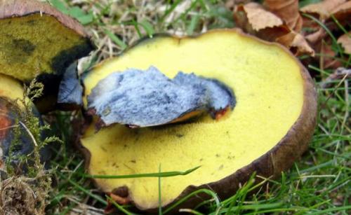 Грибы шубники. Гриб моховик: описание +Фото, как готовить? Съедобные и ложные +Видео