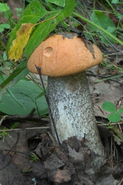 Белый гриб настоящий и ложный. Ложный белый гриб: фото и описание 16