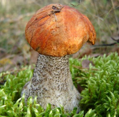 Ложный подосиновик. Как отличить настоящий подосиновик от ложного