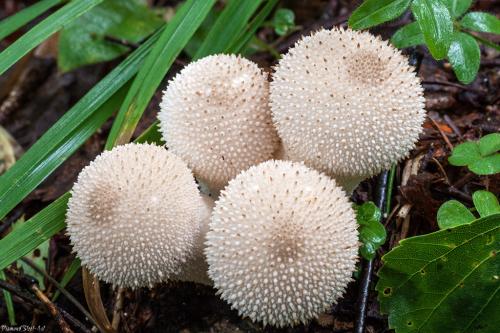 Дождевик шиповатый ( Lycoperdon perlatum )