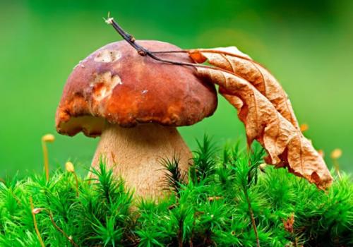 Как быстро вырастают грибы. Дневник грибника.Скорость роста грибов. 09