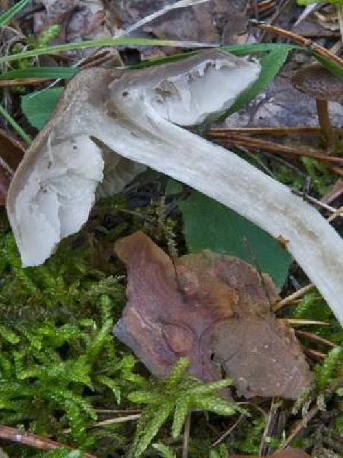 Рядовка землистая. Рядовка землисто-серая: описание и применение