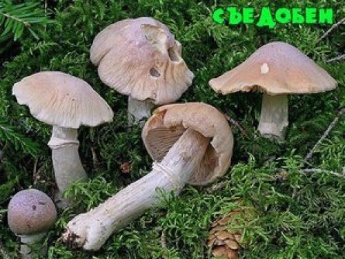 Колпак кольчатый, или курочка (лат. Cortinarius caperatus)