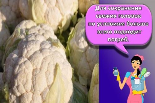 Как хранить цветную капусту в холодильнике. Как и сколько можно хранить в домашних условиях цветную капусту, правила и выбор места