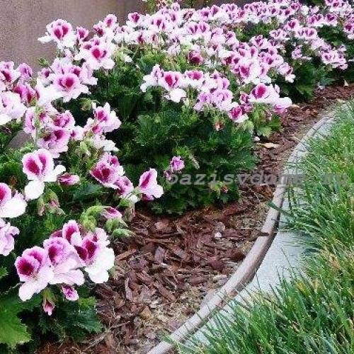 Черенкование герани по лунному календарю. Пора сажать пеларгонию на рассаду: сроки посева и выращивание герани для сада из семян