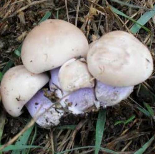 Как быстро растут грибы синеножки. Гриб синеножка или рядовка лиловоногая.