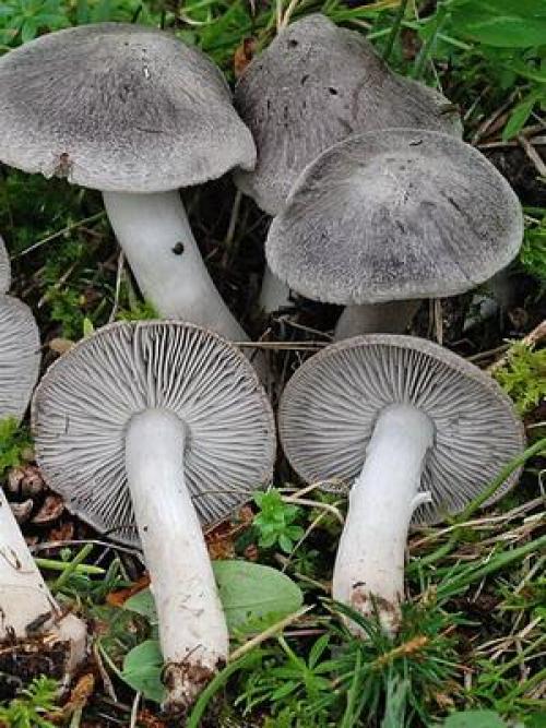 Рядовка землистая. Рядовка землисто-серая: описание и применение