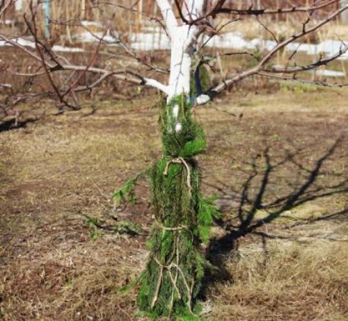 Чем укрыть саженцы на зиму от зайцев. Чем и к ак  защитить плодовые деревья от грызунов на зиму 