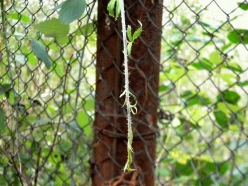 Черная малина. 