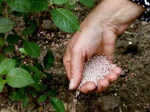 Чем подкормить малину в августе после обрезки. Чем подкормить малину осенью после сбора урожая и обрезки 05 Чем подкормить малину в августе после обрезки. Чем подкормить малину осенью после сбора урожая и обрезки 05