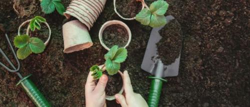 Посадка клубники в августе. Как правильно посадить клубнику в августе, особенности пересадки и размножения