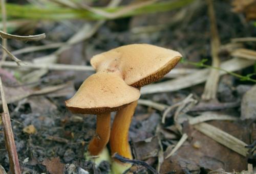 Как отличить козляк от перечного гриба. Перечный гриб, Chalciporus piperatus