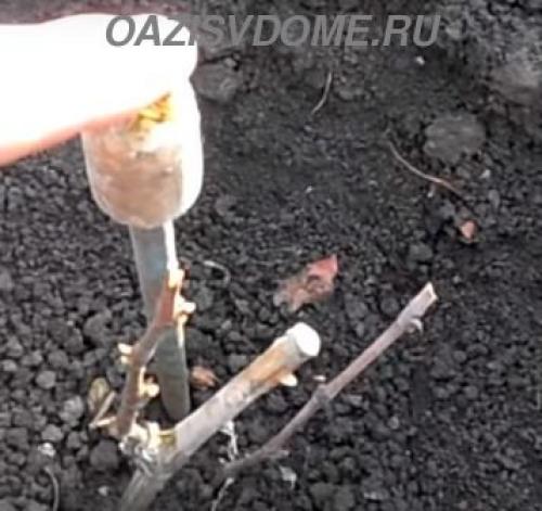 Как укрыть молодой виноград на зиму. Чем и как утеплить правильно: видео и инструкция