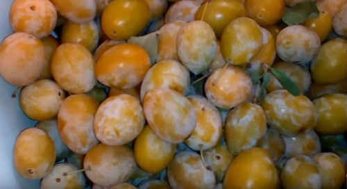 Компот из желтых слив. Компот из желтой сливы на зиму — простые рецепты