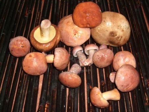 Грибы козлята, как готовить. Как замариновать грибы? Маринованные козляки. Как распознать козляк?