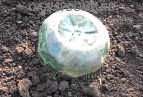 Как укрыть молодой виноград на зиму. Чем и как утеплить правильно: видео и инструкция