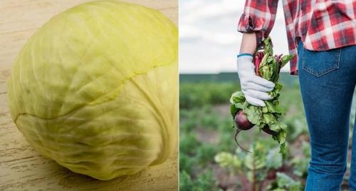 Морковь гарнирная консервированная. 04