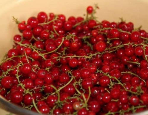 Желе из красной смородины без варки. Желе из красной смородины на зиму без желатина - самый простой рецепт без стерилизации