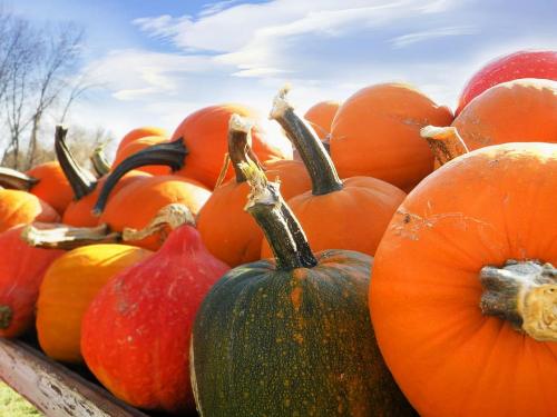 Когда убирать тыкву украина. Что делать с тыквой после сбора урожая-2020. Когда убирать и как хранить