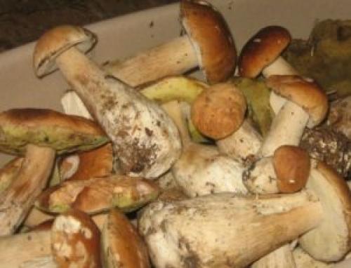 Маринование белых грибов в домашних условиях. Как мариновать белые грибы на зиму в домашних условиях