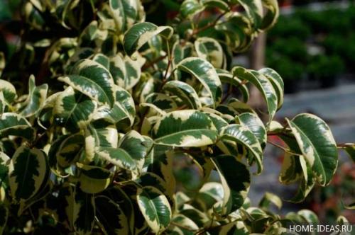 Паспорт комнатного растения фикус. Паспорт комнатных растений в детском саду 30