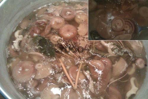 Как засолить волжанки горячим способом. Засолка волнушек горячим способом 12