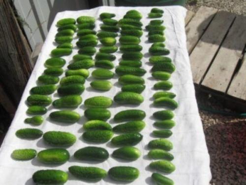 Как сохранить свежие огурцы в банке на зиму. Хрустит не только снег // Как сохранить свежие огурцы на зиму: 5 проверенных способов