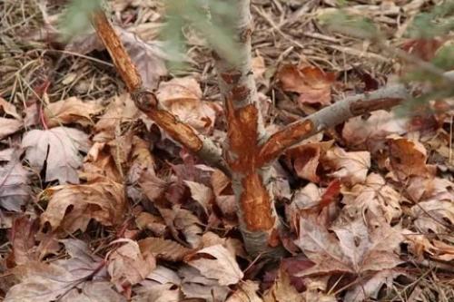 Как закрыть саженцы от зайцев. Как защитить плодовые деревя от зайцев зимой